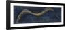 Fishes: Anguilliformes, European Eel (Anguilla Anguilla)-null-Framed Giclee Print