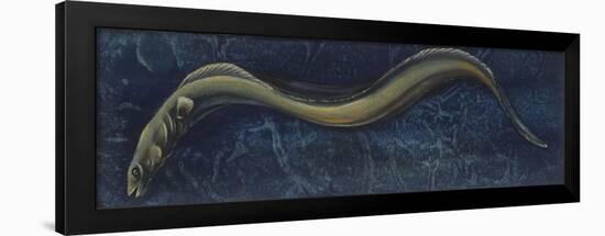 Fishes: Anguilliformes, European Eel (Anguilla Anguilla)-null-Framed Giclee Print