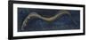 Fishes: Anguilliformes, European Eel (Anguilla Anguilla)-null-Framed Premium Giclee Print