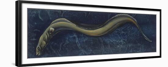 Fishes: Anguilliformes, European Eel (Anguilla Anguilla)-null-Framed Premium Giclee Print