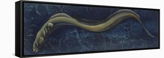 Fishes: Anguilliformes, European Eel (Anguilla Anguilla)-null-Framed Stretched Canvas