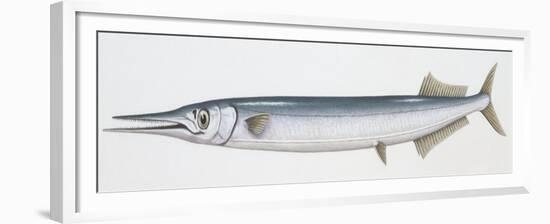 Fishes: Beloniformes, Garfish (Belone Belone)-null-Framed Giclee Print