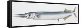 Fishes: Beloniformes, Garfish (Belone Belone)-null-Framed Stretched Canvas