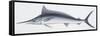 Fishes: Beloniformes, Mediterranean Spearfish (Tetrapturus Belone)-null-Framed Stretched Canvas