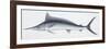 Fishes: Beloniformes, Mediterranean Spearfish (Tetrapturus Belone)-null-Framed Giclee Print