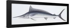 Fishes: Beloniformes, Mediterranean Spearfish (Tetrapturus Belone)-null-Framed Giclee Print