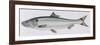 Fishes: Clupeiformes Clupeidae - Allis Shad (Alosa Alosa)-null-Framed Giclee Print