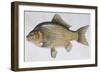 Fishes: Cypriniformes Cyprinidae - Prussian Carp (Carassius Gibelio)-null-Framed Giclee Print