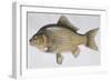 Fishes: Cypriniformes Cyprinidae - Prussian Carp (Carassius Gibelio)-null-Framed Giclee Print
