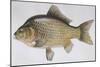 Fishes: Cypriniformes Cyprinidae - Prussian Carp (Carassius Gibelio)-null-Mounted Giclee Print