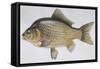 Fishes: Cypriniformes Cyprinidae - Prussian Carp (Carassius Gibelio)-null-Framed Stretched Canvas