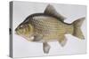 Fishes: Cypriniformes Cyprinidae - Prussian Carp (Carassius Gibelio)-null-Stretched Canvas