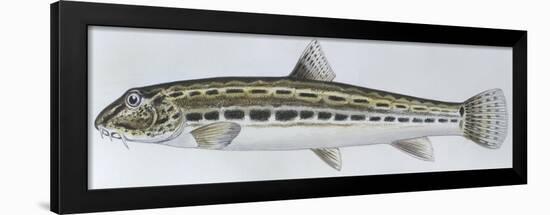 Fishes: Cypriniformes Spined Loach (Cobitis Taenia)-null-Framed Giclee Print