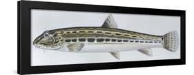 Fishes: Cypriniformes Spined Loach (Cobitis Taenia)-null-Framed Giclee Print