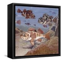 Fishes, Different Examples-null-Framed Stretched Canvas