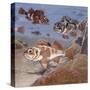 Fishes, Different Examples-null-Stretched Canvas