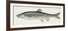 Fishes: European Chub (Leuciscus Cephalus Cabeda)-null-Framed Giclee Print