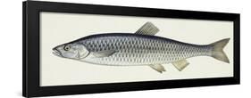 Fishes: European Chub (Leuciscus Cephalus Cabeda)-null-Framed Giclee Print