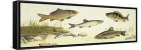 Fishes: Examples of Sweet Water Fishes-null-Framed Stretched Canvas