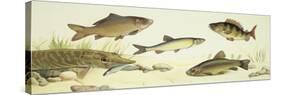 Fishes: Examples of Sweet Water Fishes-null-Stretched Canvas