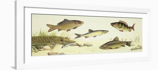 Fishes: Examples of Sweet Water Fishes-null-Framed Giclee Print