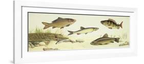 Fishes: Examples of Sweet Water Fishes-null-Framed Giclee Print