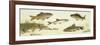 Fishes: Examples of Sweet Water Fishes-null-Framed Giclee Print