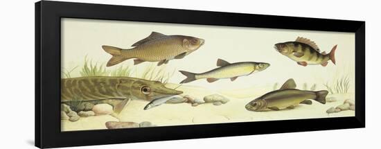 Fishes: Examples of Sweet Water Fishes-null-Framed Giclee Print