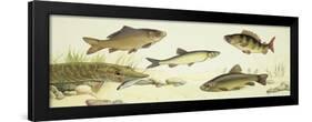 Fishes: Examples of Sweet Water Fishes-null-Framed Giclee Print