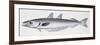 Fishes: Gadiformes Gadidae, Blue Whiting, (Micromesistius Poutassou)-null-Framed Giclee Print