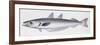 Fishes: Gadiformes Gadidae, Blue Whiting, (Micromesistius Poutassou)-null-Framed Giclee Print