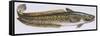 Fishes: Gadiformes Lotidae - Burbot (Lota Lota)-null-Framed Stretched Canvas