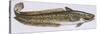 Fishes: Gadiformes Lotidae - Burbot (Lota Lota)-null-Stretched Canvas