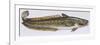 Fishes: Gadiformes Lotidae - Burbot (Lota Lota)-null-Framed Giclee Print