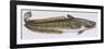 Fishes: Gadiformes Lotidae - Burbot (Lota Lota)-null-Framed Giclee Print