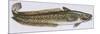 Fishes: Gadiformes Lotidae - Burbot (Lota Lota)-null-Mounted Giclee Print