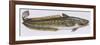 Fishes: Gadiformes Lotidae - Burbot (Lota Lota)-null-Framed Giclee Print