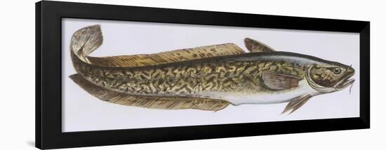 Fishes: Gadiformes Lotidae - Burbot (Lota Lota)-null-Framed Giclee Print