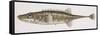 Fishes: Gasterosteiformes Gasterosteidae, Sea Stickleback (Spinachia Spinachia)-null-Framed Stretched Canvas