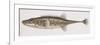 Fishes: Gasterosteiformes Gasterosteidae, Sea Stickleback (Spinachia Spinachia)-null-Framed Giclee Print