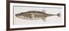 Fishes: Gasterosteiformes Gasterosteidae, Sea Stickleback (Spinachia Spinachia)-null-Framed Giclee Print