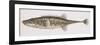 Fishes: Gasterosteiformes Gasterosteidae, Sea Stickleback (Spinachia Spinachia)-null-Framed Giclee Print