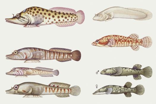 Fishes: Gobiesociformes Gobiesocidae, Shore Clingfish (Lepadogaster  Lepadogaster)' Giclee Print | AllPosters.com