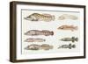 Fishes: Gobiesociformes Gobiesocidae, Shore Clingfish (Lepadogaster Lepadogaster)-null-Framed Giclee Print