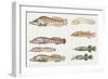 Fishes: Gobiesociformes Gobiesocidae, Shore Clingfish (Lepadogaster Lepadogaster)-null-Framed Giclee Print