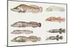 Fishes: Gobiesociformes Gobiesocidae, Shore Clingfish (Lepadogaster Lepadogaster)-null-Mounted Giclee Print