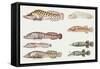 Fishes: Gobiesociformes Gobiesocidae, Shore Clingfish (Lepadogaster Lepadogaster)-null-Framed Stretched Canvas