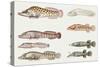 Fishes: Gobiesociformes Gobiesocidae, Shore Clingfish (Lepadogaster Lepadogaster)-null-Stretched Canvas