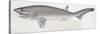 Fishes: Hexanchiformes Hexanchidae, Sharpnose Sevengill Shark, (Heptranchias Perlo)-null-Stretched Canvas