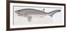 Fishes: Hexanchiformes Hexanchidae, Sharpnose Sevengill Shark, (Heptranchias Perlo)-null-Framed Giclee Print